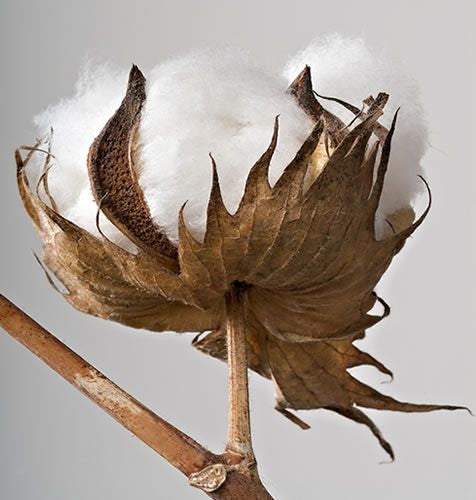 What is organic cotton?